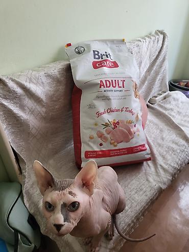 кот: Продам корм для кошек, супер премиум, холистик. BRIT CARE ADULT — 1