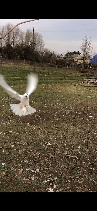 pavlin goyercin: Məhsul: Seçmə rəngli ev göyərçinləri (kumral/tünd-bej tonlarda) — 7