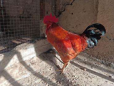 куры живые: 🐣 Продаются крепкие домашние цыплята (помесь отличных пород)Продаю — 5