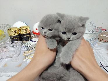 Pişiklər: Britan — 18