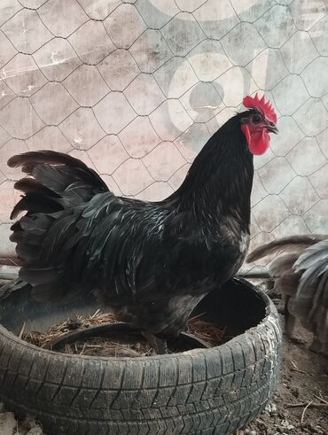 несушка купить: Продаются мясо яичные куры и петухи пароды австролорп румынская