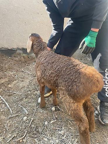 Баран, овца: Продаю | Овца (самка), Ягненок | Для разведения | Матка — 9