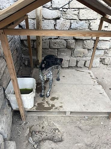 derzi quşu: Ov itləri üçün elan Cins: Alman qısatüklü ov iti tipində, qara başlı — 3