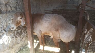 королевский дог цена: Продаю | Овца (самка) | На забой