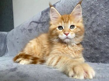 Άλλα: Maine coon Kittens για δωρεάν υιοθεσία Προσφέρουμε υγιεινά και