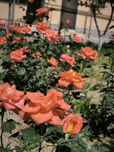 Продажа домов: Дом, 1441 м², 8 комнат — 37