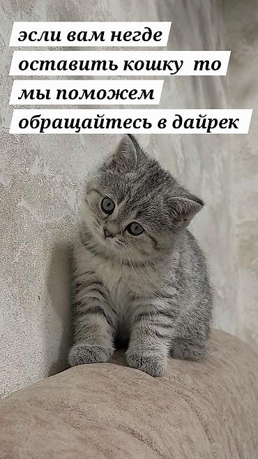 девон рекс: Услуга передержки кошек Если вам негде оставить кошку — поможем — 1