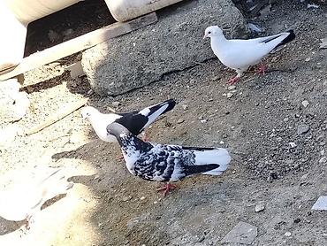 göyərçin satışı: Salam hazir cutduler bala veren quslardi maşdagadadilar 0516831165 — 5
