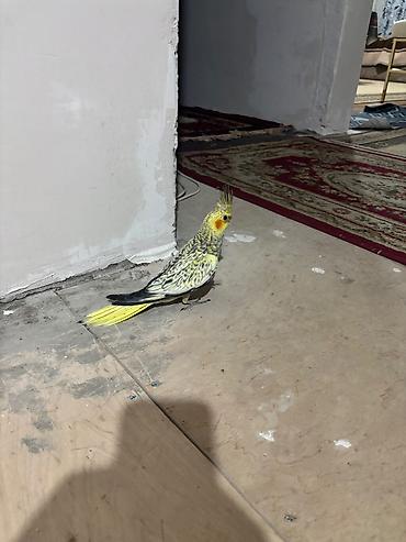 tutuquşu haqqında: Nimfa tutuquşu (cockatiel) – sarı quyruq və baş nahiyəsi, yanaqlarda — 1