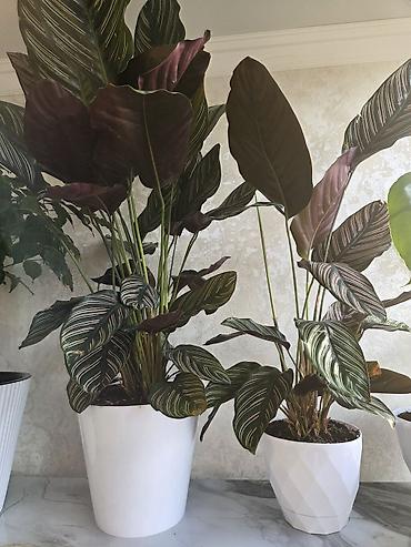 Декабристы: Зигокактус (рождественник, шлюмбергера) штамбовой формы в горшке. - — 16