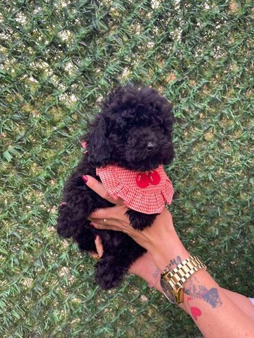 Psi: Odgajivacnica pasa “Happy Puppies” ima u ponudi stence toy i mini — 7