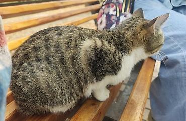 Отдам даром кошку: Домашняя кошка 7 месяцев, короткошёрстная, окраса табби с белым — 2