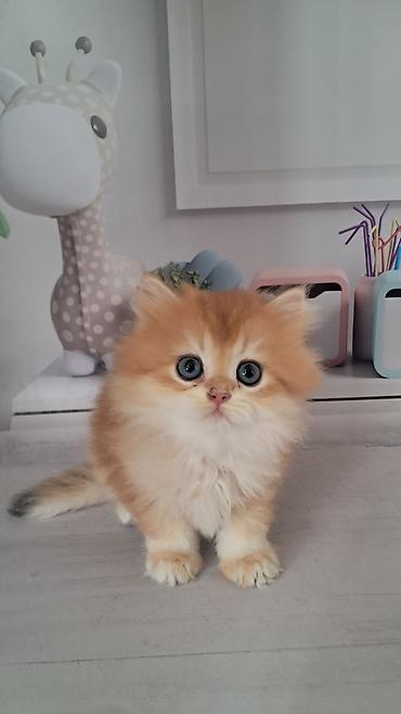 котятя: Британская короткошёрстная, 2 месяца, Девочка, Золотая шиншилла — 1