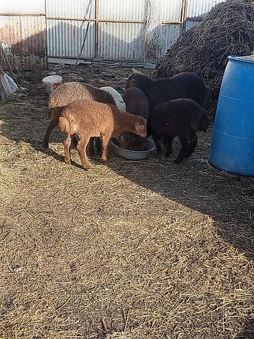 Qoyunlar, qoçlar: Qoyun və quzular satilir quzular yekedi 10-8 kiloqram arasidi yeke — 4