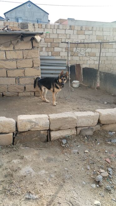 İtlər: Alman çoban iti, 6 ay, Erkek -da lalafo.az — 11 İtlər: Alman çoban iti, 6 ay, Erkek — 11