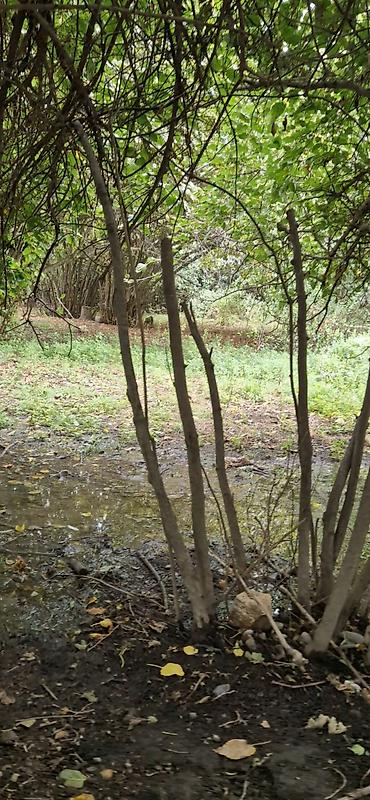 Torpaq sahələrinin satışı: 85 sot, Kənd təsərrüfatı, Mülkiyyətçi, Kupça (Çıxarış) — 18