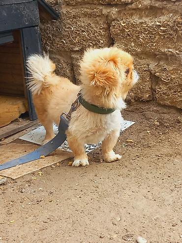 avçarka bala: Pekines, 1 il, Dişi — 3