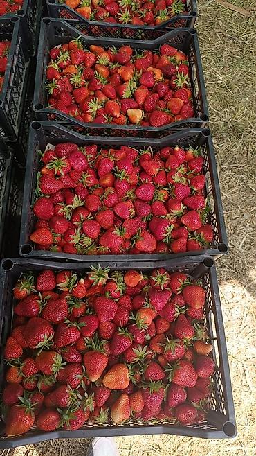 Клубника: Клубника — 12