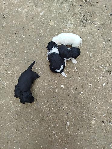 yerli qaz: Pudel — 7