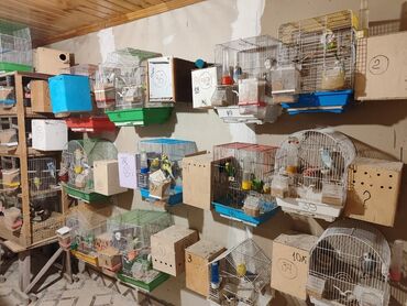 it yuvalarinin satisi: Bina evinə köçməyimlə bağlı olaraq papuqay ferması satılır. Cavan