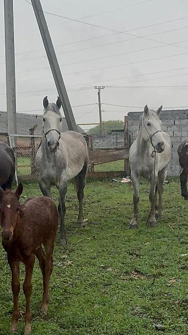 Лошади, кони: Продаю | Кобыла (самка) | Рабочий — 3