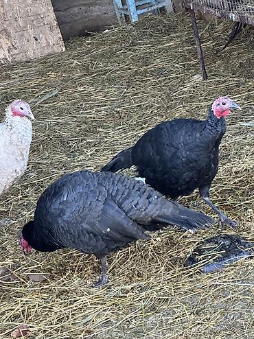 Индюки: Продаю | Индюшка (самка), Индюк (самец) | Черный принц | На забой, Для разведения | Племенные — 6