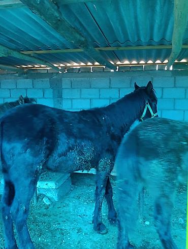 Лошади, кони: Продаю | Жеребец | Для разведения | Племенные — 3