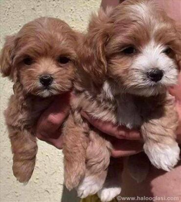 granule za pse cena: Mini Maltipoo štenci. Majka mini maltezer, a otac crvena toj pudla