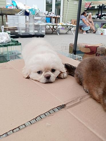 İtlər: Pekines, Sənədli — 5
