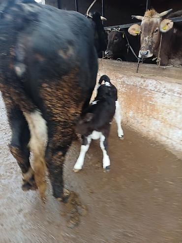 Коровы, быки: Продаю | Корова (самка) | Голштин | Для молока | После отела — 9
