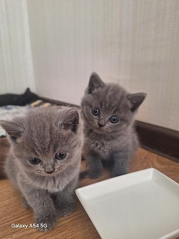 Кошки: Шотландская, Платная доставка, Самовывоз — 2
