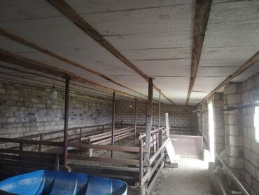 Bağ evlərinin satışı: Gəncə, 26 kv. m, 1 otaqlı, Hovuzsuz, Qaz, İşıq — 7