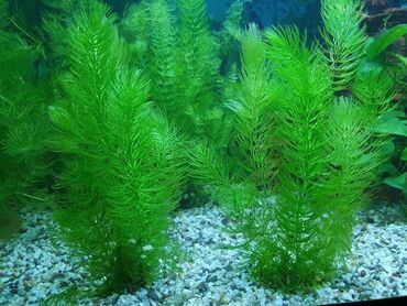 аквариум цена: Живые водоросли: роголистник 1л банка - Искусственные водоросли (