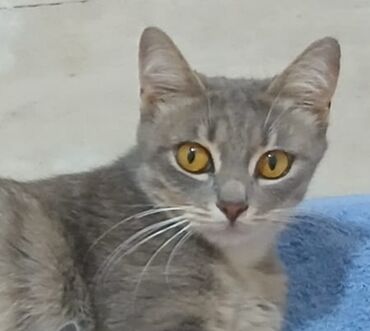 ağ pişik: Dişi
