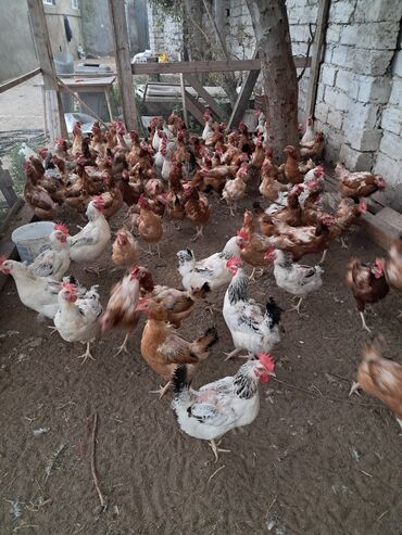 toyuq cucesi: Salam yeni gelib toyuqlar klolari3 kla qiymet 12.50 unvan merdekn