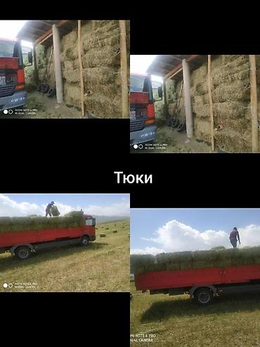 Грузчики: Бригада Грузчики ищут работу 1Фура от 8000с зависимости что внутри — 5
