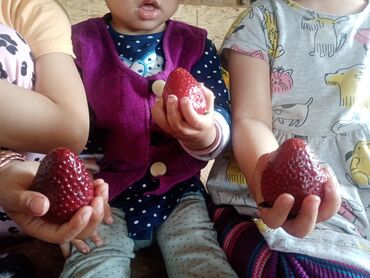 сорта клубники в кыргызстане: Семена и саженцы Клубники, Самовывоз