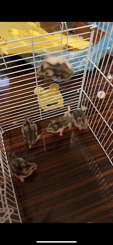 Gəmiricilər: Djungar hamsterləri – aktiv və mehriban balalar - Növ: Djungar (cücə — 2