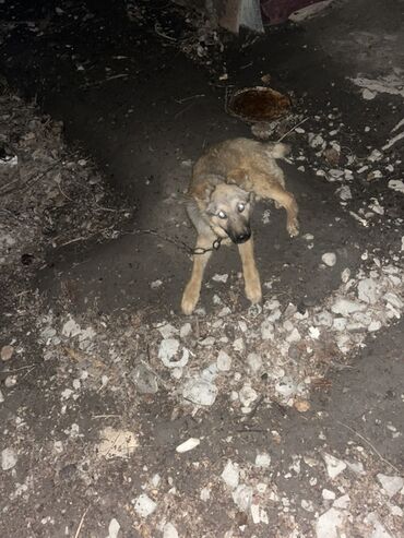 İtlər: 3 ay, Erkek — 7