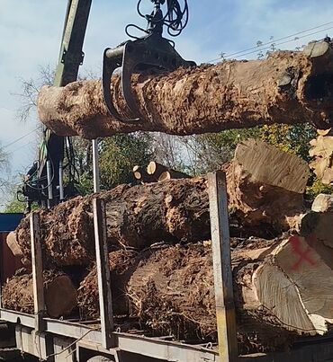 мебель из полет: Куплю деревья карагач,дуб больших диаметров дорого