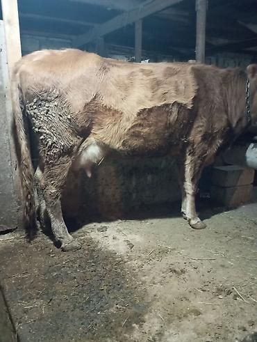 Inəklər, öküzlər: Inək satılır 1ci balasıdır balası dişidi inək 3 məsindən 8l süd verir — 9