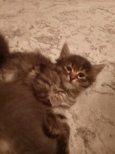 Продажа кошек: 🎁 Полностью домашние, к лотку и миске приучены (ну, почти — они — 13