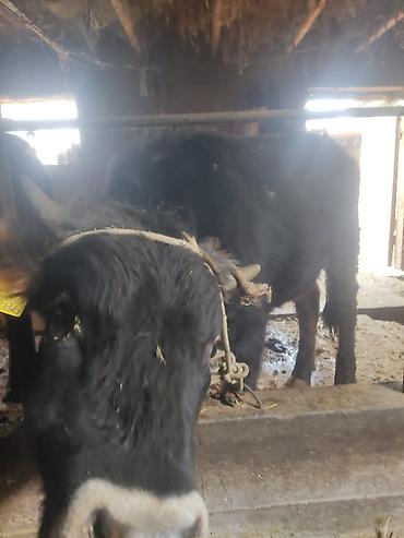 Коровы, быки: Продаю | Бык (самец) | На откорм | Привязанные — 4