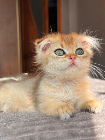 Pişiklər: Dişi, Erkək, Yaxşı əllərə, Ünvandan götürmə -da lalafo.az — 28 Pişiklər: Dişi, Erkək, Yaxşı əllərə, Ünvandan götürmə — 28