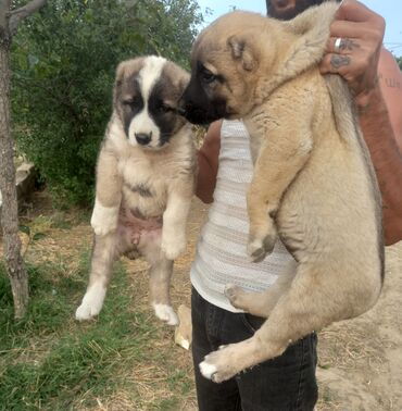 pitbull itləri: Qurdbasar, 1 ay, Erkek