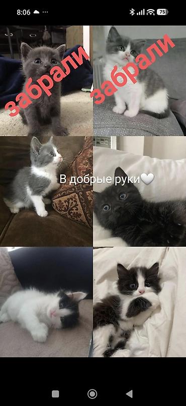 black cat: Котята в добрые руки Милые домашние котята разных окрасов: однотонный — 1