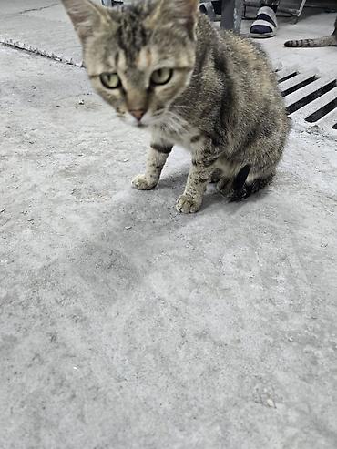 швейцарская кошка: Кошка даром: Беспородная, Девочка — 3