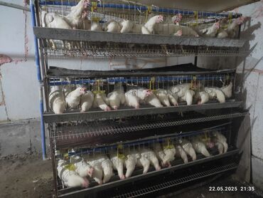 кеклик цена: Продаю готовый бизнес 96 кур несушек, несушки сильные и здоровые