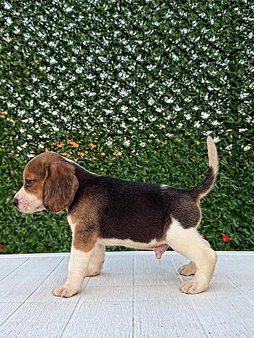 Psi: ŠTENCI BIGLA – The Lovely Dogs Pogledajte vrhunski kvalitet naših — 2