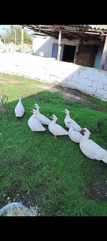 erkek pişik: Ana Lal ördəklər satılır istəyən olsa yazsın videosunu atım baxın real — 1